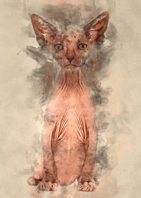 Kitten Lykoi cat 7 weeks o