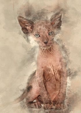 Kitten Lykoi cat 7 weeks o