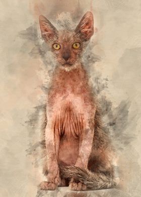 Kitten Lykoi cat 3 months 