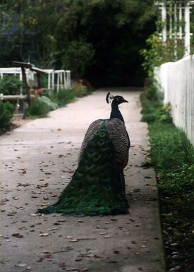 Peacock Path