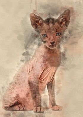 Kitten Lykoi cat 7 weeks o