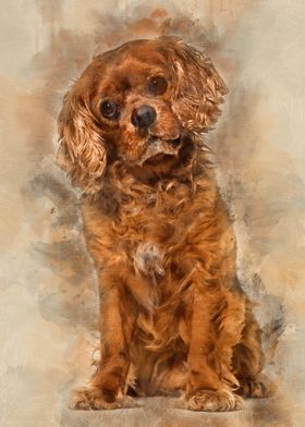 Cavalier King Charles dog 