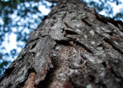 Tree details