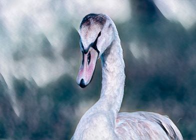  swan on beach at lake