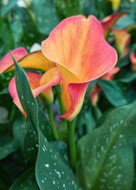 colored calla lily