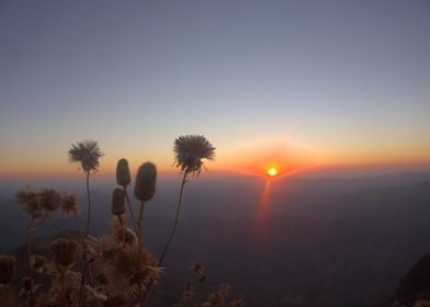 Flower Sunset Chile