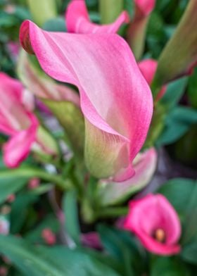 pink calla lily 