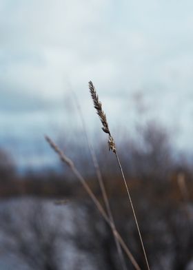 Wheat Grass I