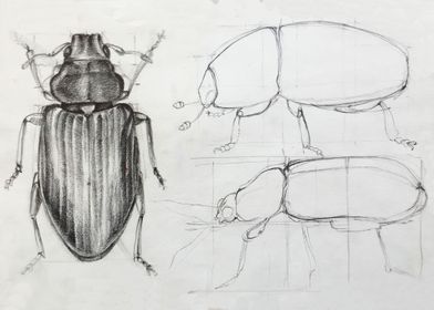 sketches of some bugs
