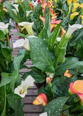 colored calla lily 