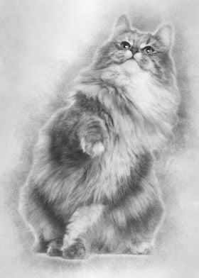 Norwegian Forest Cat 1 and
