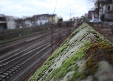 Railway Moss
