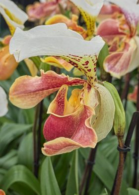 orchid in bloom spring