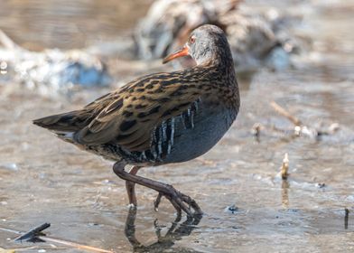 Water Rail bird 