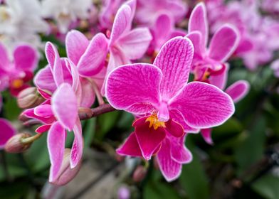 pink orchid in bloom