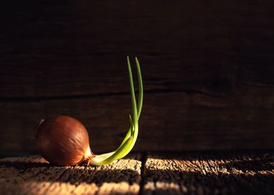 Growing Onion o