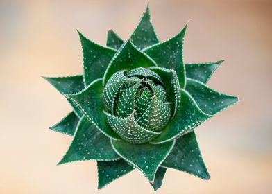 succulent plant on bokeh