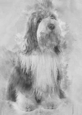 Bearded Collie 3 Years Old