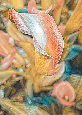 abstract calla lily 