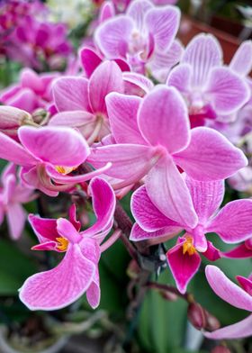 pink orchid in bloom 