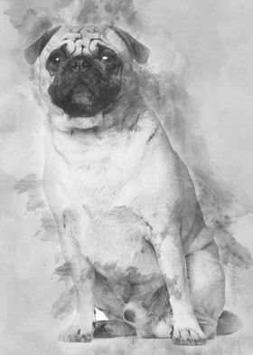Pug 3 years old sitting ag
