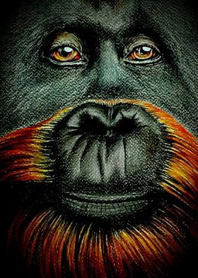 Orangutan 