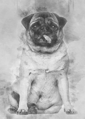 Pug 4 years old sitting ag