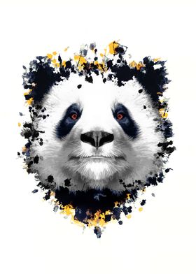 Panda Bear 