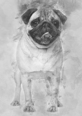 Pug 2 Years old standing