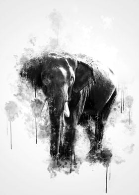 Elephant Black and White