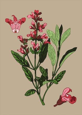 Salvia flower
