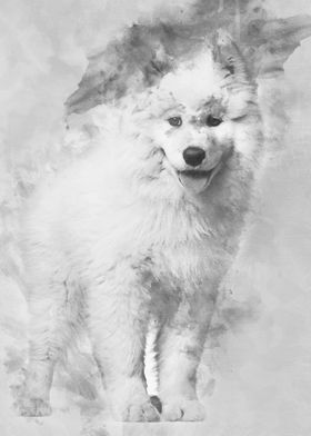 Samoyed puppy standing aga