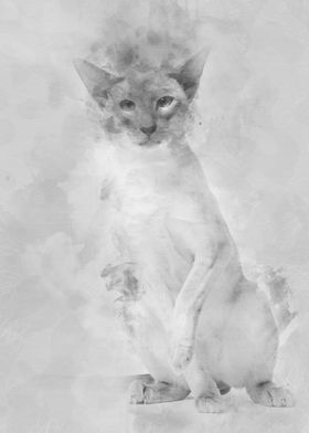 Siamese cat portrait again