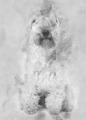 SoftCoated Wheaten Terrie