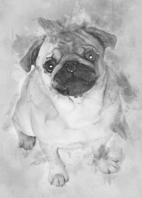 Portrait of pug with nose 