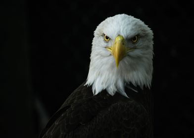 Face of freedom