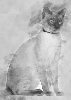 Siamese cat 8 months old s