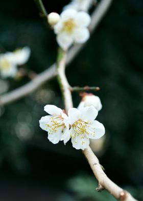 Flower branch