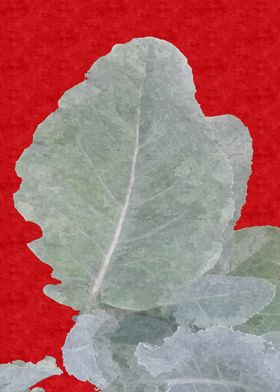 Cauliflower Leaves