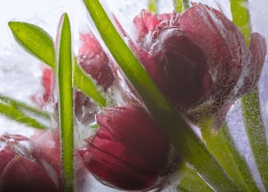 Tulips in ice 3