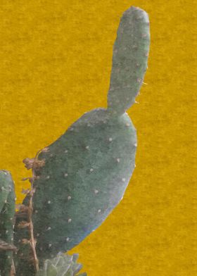 Prickly Pear Plant