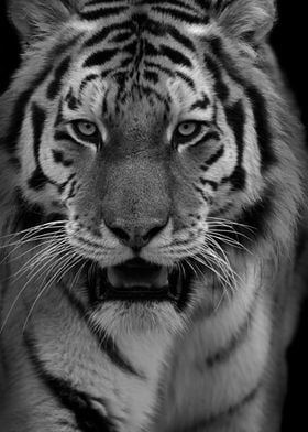 In the Eyes of the Tiger
