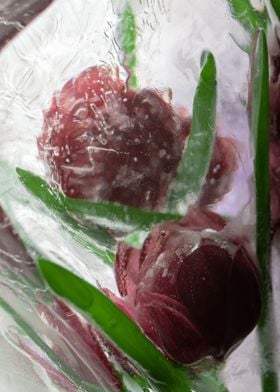 Tulips in ice 2