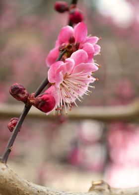 Ume blossoms