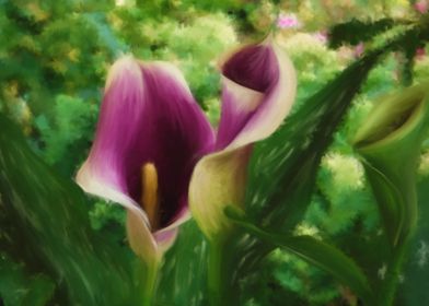 Picasso Calla lilys