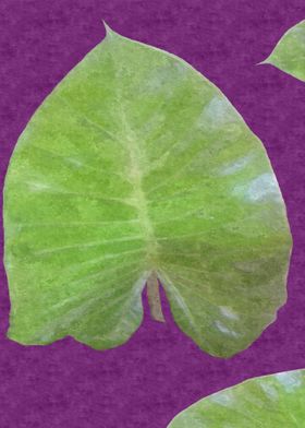 Elephant Ear Leaves