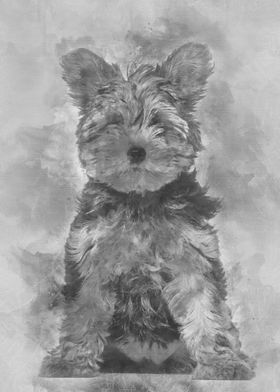 Yorkshire Terrier puppy  3