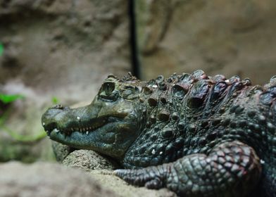 Iridescent Alligator