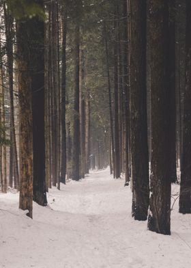 Forest Path in winter