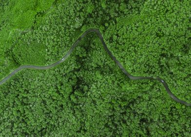 Curvy road under forest